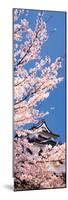 Hikone Castle W\Cherry Blossoms Shiga Japan-null-Mounted Photographic Print