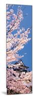 Hikone Castle W\Cherry Blossoms Shiga Japan-null-Mounted Photographic Print