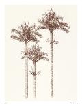 Peaceful Palm - Trio-Hilary Armstrong-Limited Edition