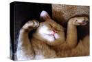 Stretched Canvas