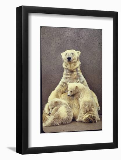 Hilda, a Polar Bear with Twins at Detroit Zoo Animal Conservation Wild Animal Propagation Trust-Nina Leen-Framed Photographic Print