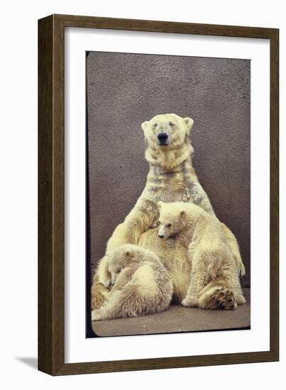 Hilda, a Polar Bear with Twins at Detroit Zoo Animal Conservation Wild Animal Propagation Trust-Nina Leen-Framed Photographic Print