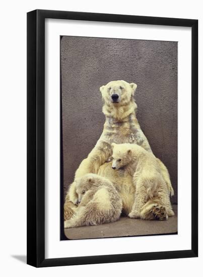 Hilda, a Polar Bear with Twins at Detroit Zoo Animal Conservation Wild Animal Propagation Trust-Nina Leen-Framed Photographic Print