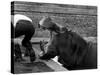 Hilda the Humorous Hippo Joking with Zoo Keeper in Phoenix Park Zoo, Dublin, June 1969-null-Stretched Canvas