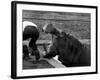 Hilda the Humorous Hippo Joking with Zoo Keeper in Phoenix Park Zoo, Dublin, June 1969-null-Framed Photographic Print