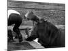 Hilda the Humorous Hippo Joking with Zoo Keeper in Phoenix Park Zoo, Dublin, June 1969-null-Mounted Photographic Print