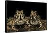 Hildebrandtia Ornata (Ornate Frog)-Paul Starosta-Framed Stretched Canvas