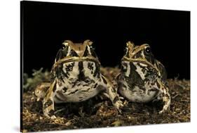 Hildebrandtia Ornata (Ornate Frog)-Paul Starosta-Stretched Canvas