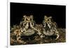 Hildebrandtia Ornata (Ornate Frog)-Paul Starosta-Framed Photographic Print