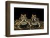 Hildebrandtia Ornata (Ornate Frog)-Paul Starosta-Framed Photographic Print