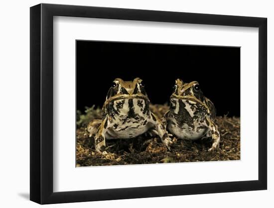 Hildebrandtia Ornata (Ornate Frog)-Paul Starosta-Framed Photographic Print