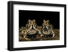 Hildebrandtia Ornata (Ornate Frog)-Paul Starosta-Framed Photographic Print