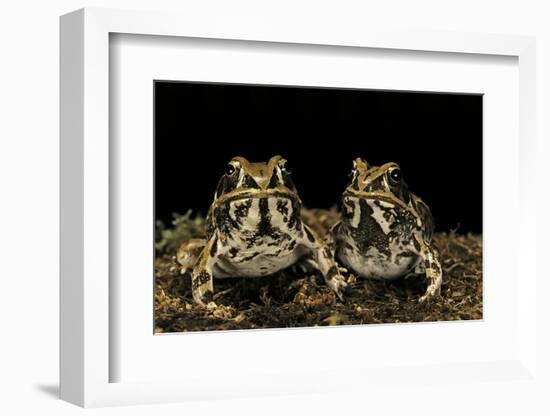 Hildebrandtia Ornata (Ornate Frog)-Paul Starosta-Framed Photographic Print