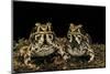 Hildebrandtia Ornata (Ornate Frog)-Paul Starosta-Mounted Photographic Print