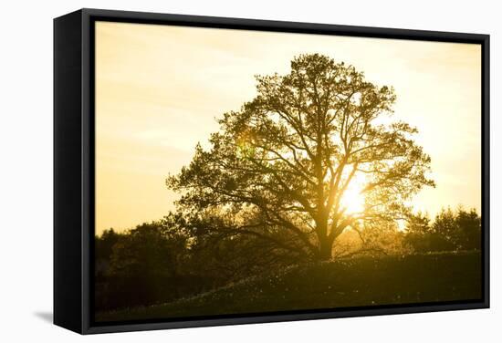 Hill, Broad-Leaved Tree, Sunset, Back Light-Ralf Gerard-Framed Stretched Canvas