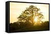 Hill, Broad-Leaved Tree, Sunset, Back Light-Ralf Gerard-Framed Stretched Canvas