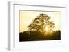 Hill, Broad-Leaved Tree, Sunset, Back Light-Ralf Gerard-Framed Photographic Print