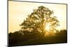 Hill, Broad-Leaved Tree, Sunset, Back Light-Ralf Gerard-Mounted Photographic Print