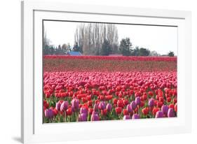 Hill of Pink-Dana Styber-Framed Photographic Print