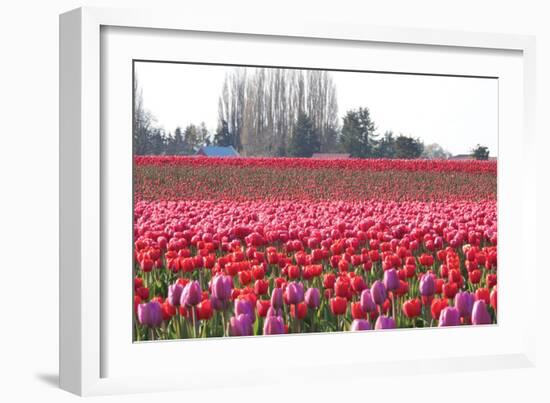 Hill of Pink-Dana Styber-Framed Photographic Print