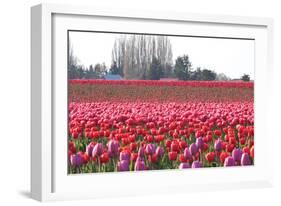 Hill of Pink-Dana Styber-Framed Photographic Print