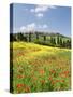 Hill Town Pienza and Field of Poppies, Tuscany, Italy-Nadia Isakova-Stretched Canvas