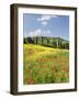 Hill Town Pienza and Field of Poppies, Tuscany, Italy-Nadia Isakova-Framed Photographic Print