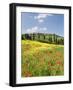 Hill Town Pienza and Field of Poppies, Tuscany, Italy-Nadia Isakova-Framed Photographic Print