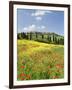 Hill Town Pienza and Field of Poppies, Tuscany, Italy-Nadia Isakova-Framed Photographic Print