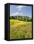 Hill Town Pienza and Field of Poppies, Tuscany, Italy-Nadia Isakova-Framed Stretched Canvas