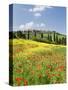 Hill Town Pienza and Field of Poppies, Tuscany, Italy-Nadia Isakova-Stretched Canvas