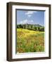 Hill Town Pienza and Field of Poppies, Tuscany, Italy-Nadia Isakova-Framed Photographic Print