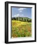 Hill Town Pienza and Field of Poppies, Tuscany, Italy-Nadia Isakova-Framed Photographic Print