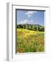 Hill Town Pienza and Field of Poppies, Tuscany, Italy-Nadia Isakova-Framed Photographic Print