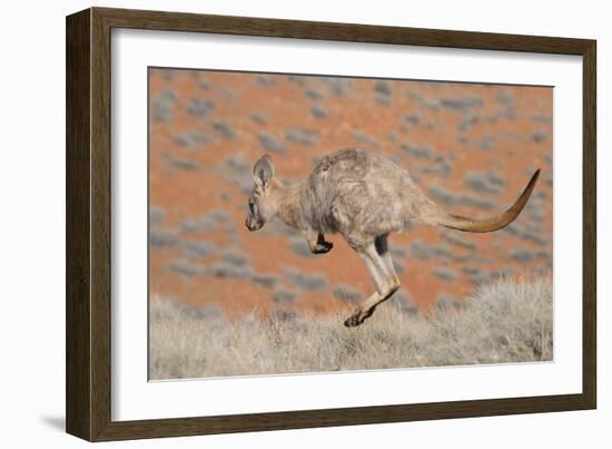 Hill Wallaroo (Macropus Robustus) Jumping, Flinders Ranges National Park, South Australia, Australi-Jouan Rius-Framed Photographic Print