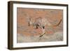 Hill Wallaroo (Macropus Robustus) Jumping, Flinders Ranges National Park, South Australia, Australi-Jouan Rius-Framed Photographic Print