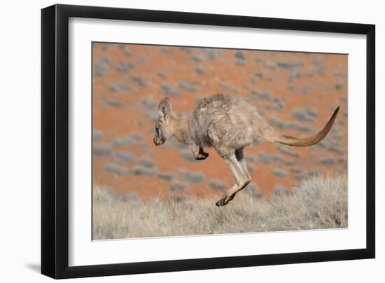 Hill Wallaroo (Macropus Robustus) Jumping, Flinders Ranges National Park, South Australia, Australi-Jouan Rius-Framed Photographic Print