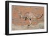 Hill Wallaroo (Macropus Robustus) Jumping, Flinders Ranges National Park, South Australia, Australi-Jouan Rius-Framed Photographic Print