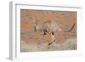Hill Wallaroo (Macropus Robustus) Jumping, Flinders Ranges National Park, South Australia, Australi-Jouan Rius-Framed Photographic Print