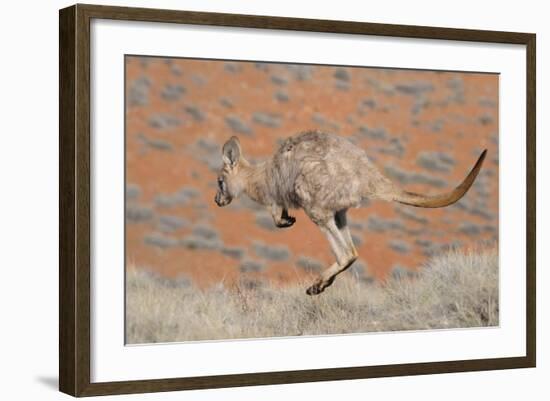 Hill Wallaroo (Macropus Robustus) Jumping, Flinders Ranges National Park, South Australia, Australi-Jouan Rius-Framed Photographic Print