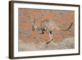 Hill Wallaroo (Macropus Robustus) Jumping, Flinders Ranges National Park, South Australia, Australi-Jouan Rius-Framed Photographic Print