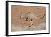 Hill Wallaroo (Macropus Robustus) Jumping, Flinders Ranges National Park, South Australia, Australi-Jouan Rius-Framed Photographic Print
