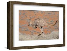 Hill Wallaroo (Macropus Robustus) Jumping, Flinders Ranges National Park, South Australia, Australi-Jouan Rius-Framed Photographic Print