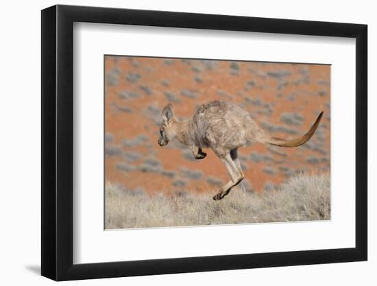 Hill Wallaroo (Macropus Robustus) Jumping, Flinders Ranges National Park, South Australia, Australi-Jouan Rius-Framed Photographic Print