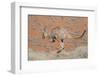 Hill Wallaroo (Macropus Robustus) Jumping, Flinders Ranges National Park, South Australia, Australi-Jouan Rius-Framed Photographic Print