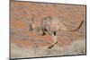 Hill Wallaroo (Macropus Robustus) Jumping, Flinders Ranges National Park, South Australia, Australi-Jouan Rius-Mounted Photographic Print