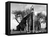 Hillborough Church-null-Framed Stretched Canvas