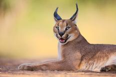 Caracal-Hillebrand Breuker-Stretched Canvas