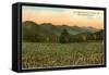 Hills, Field, Black Mountain, North Carolina-null-Framed Stretched Canvas