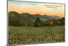 Hills, Field, Black Mountain, North Carolina-null-Mounted Art Print